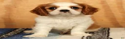 Cavalier King Charles Spaniel dogs for sale: Perry - Ad 6