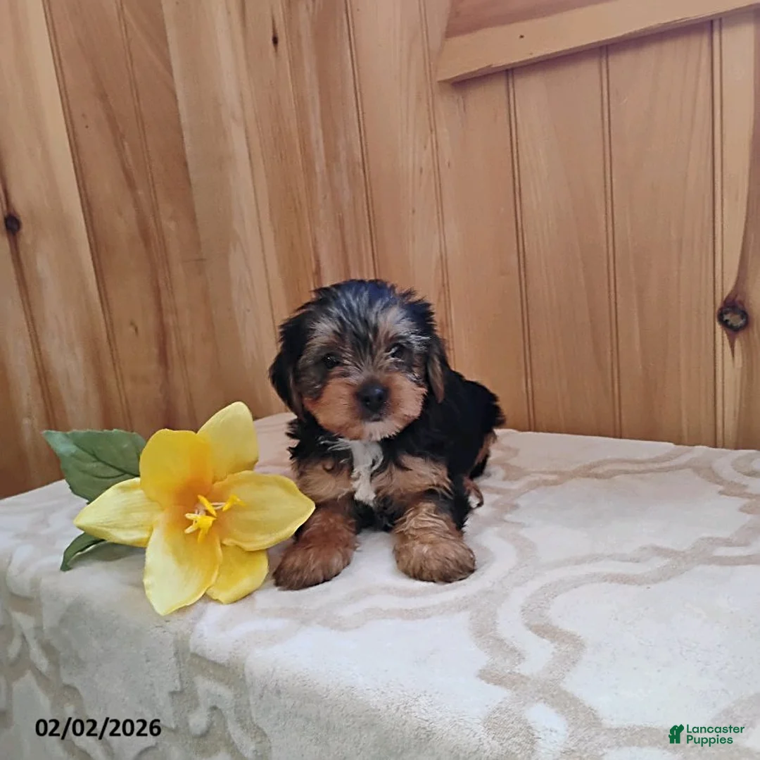 Yorkshire Terrier dogs for sale: Archer - Ad 3