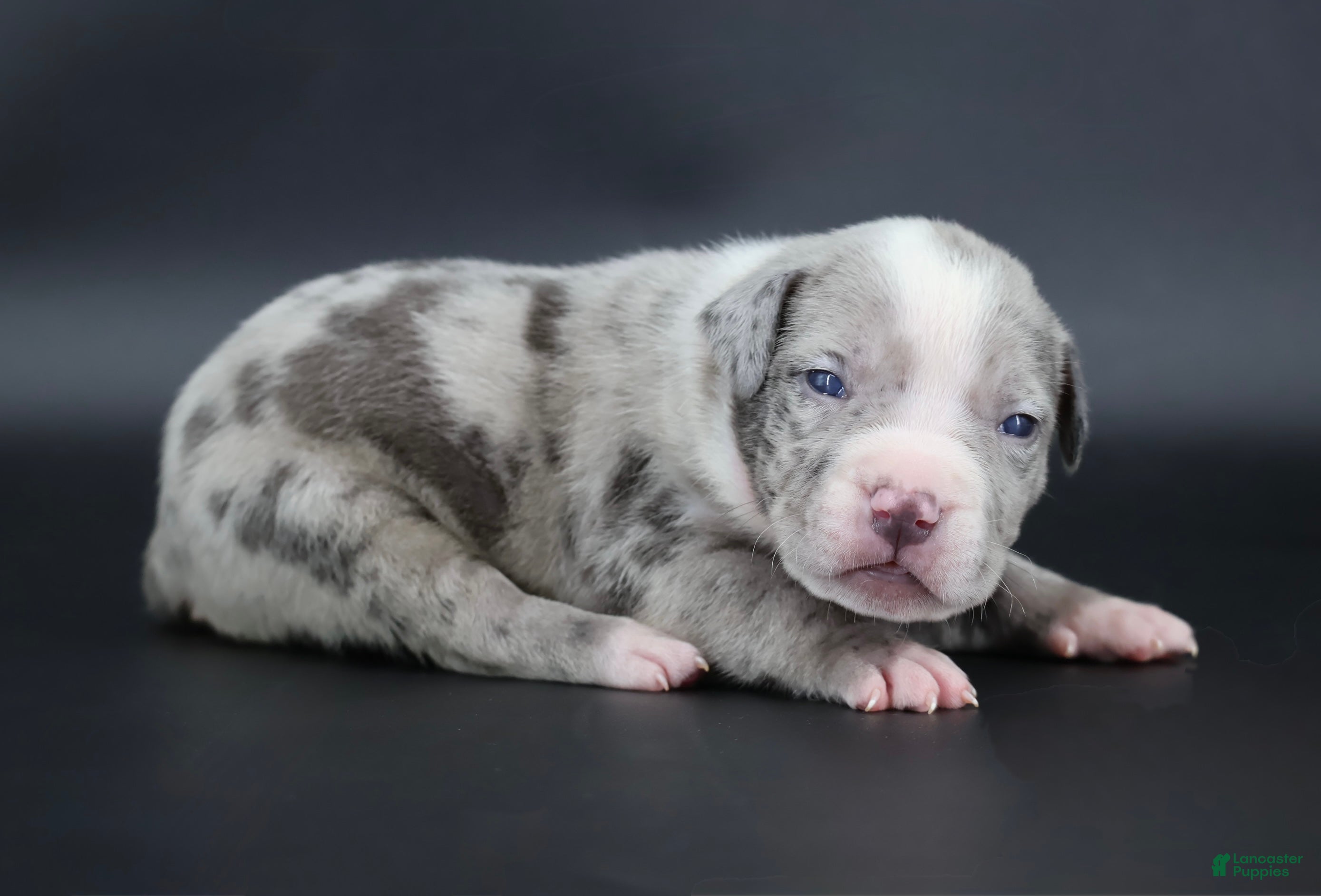 American Bully dogs Empress - Ad 1