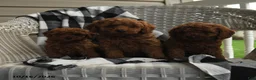 Miniature Poodle dogs for sale: Aarlynn - Ad 5