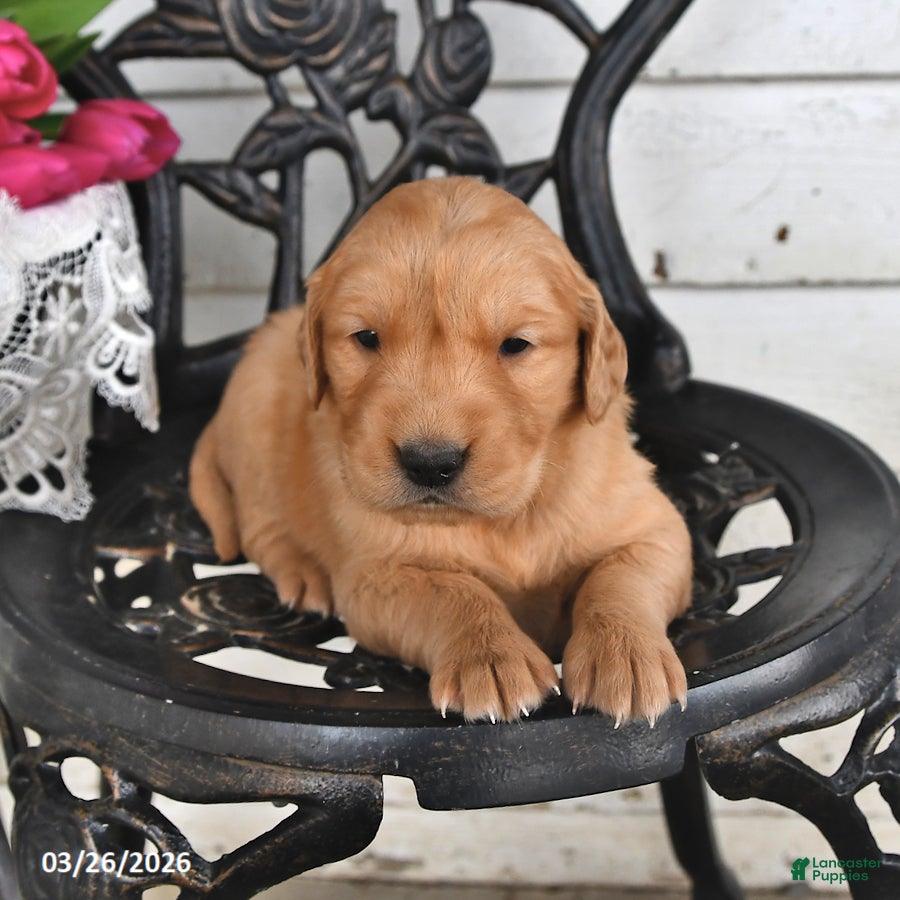 Golden Retriever dogs Missie - Ad 2