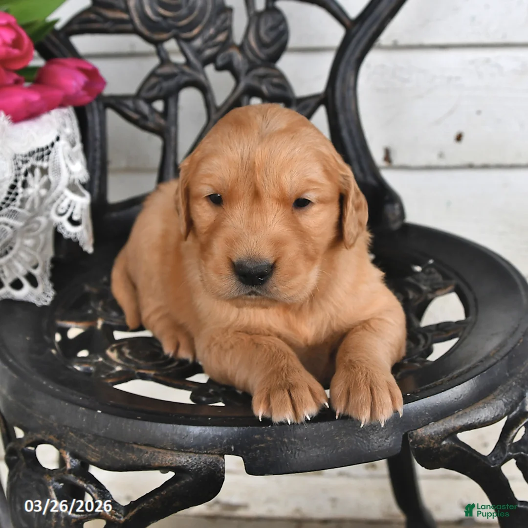 Golden Retriever dogs for sale: Missie - Ad 2