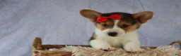 Welsh Corgi Pembroke dogs for sale: Ziggy 🩵 - Ad 4