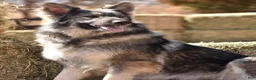German Shepherd dogs for sale: Male Tan/ Silver Blue Sable - Ad 2