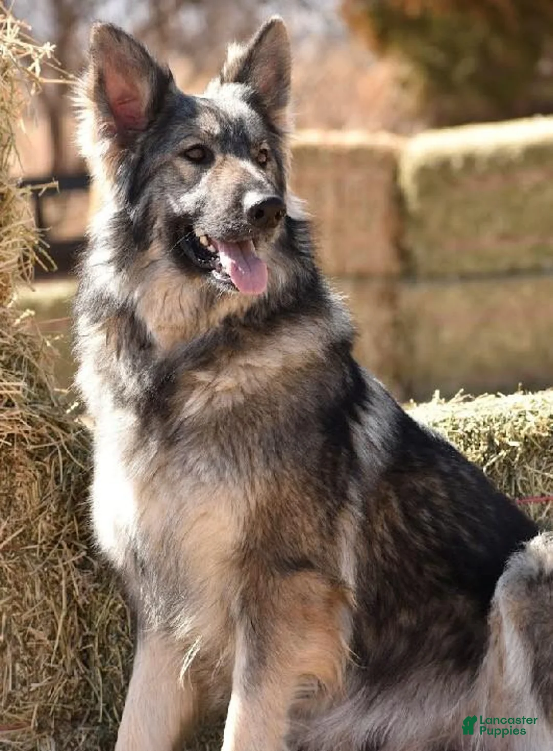 German Shepherd dogs for sale: Male Tan/ Silver Blue Sable - Ad 2