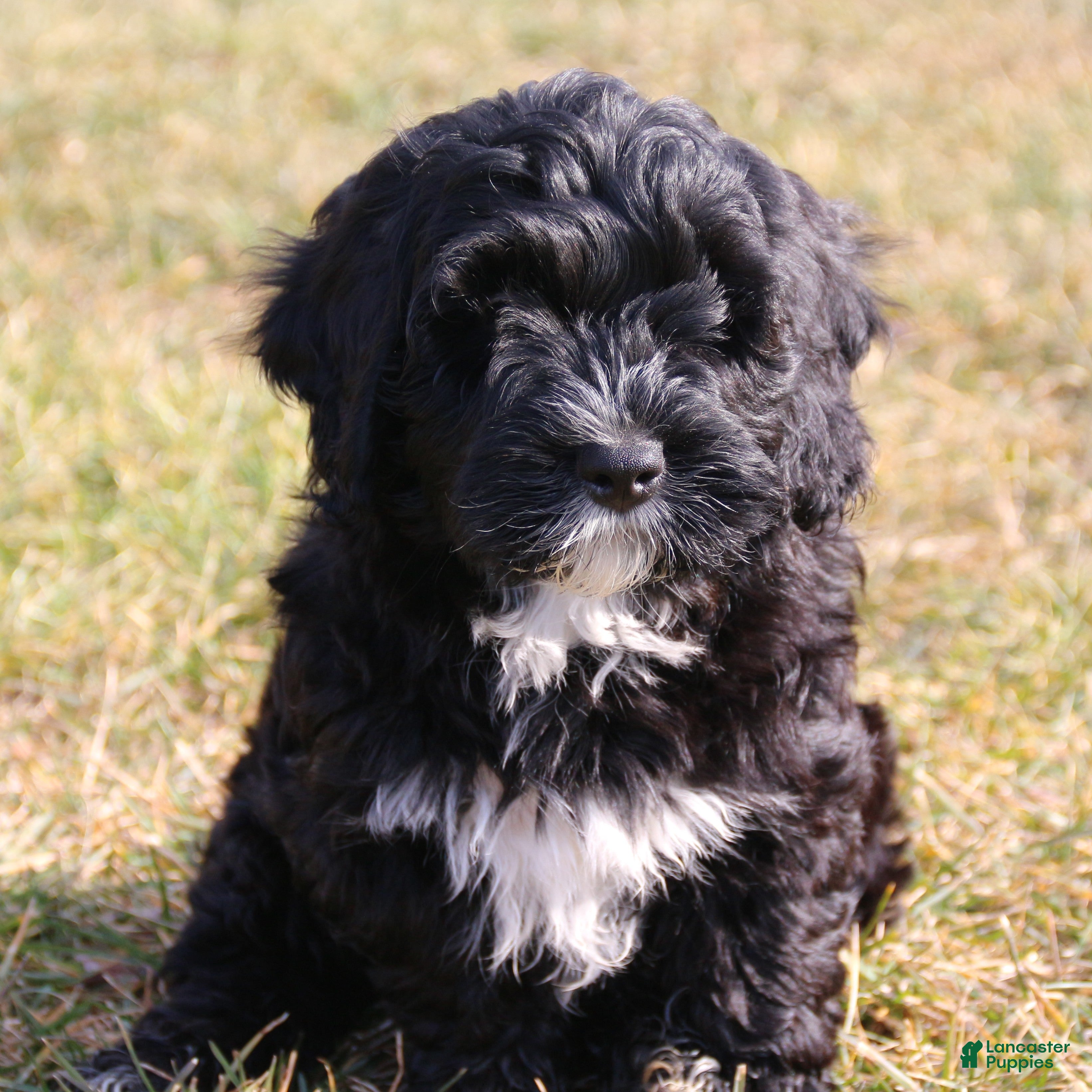 Mini Bernedoodle dogs Bandit - Ad 2
