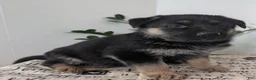 German Shepherd dogs for sale: Bella  - Ad 4