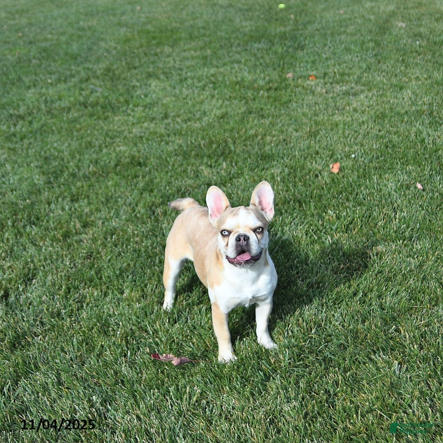 French Bulldog dogs Skye - Ad 27