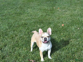 French Bulldog dogs Skye - Ad 36