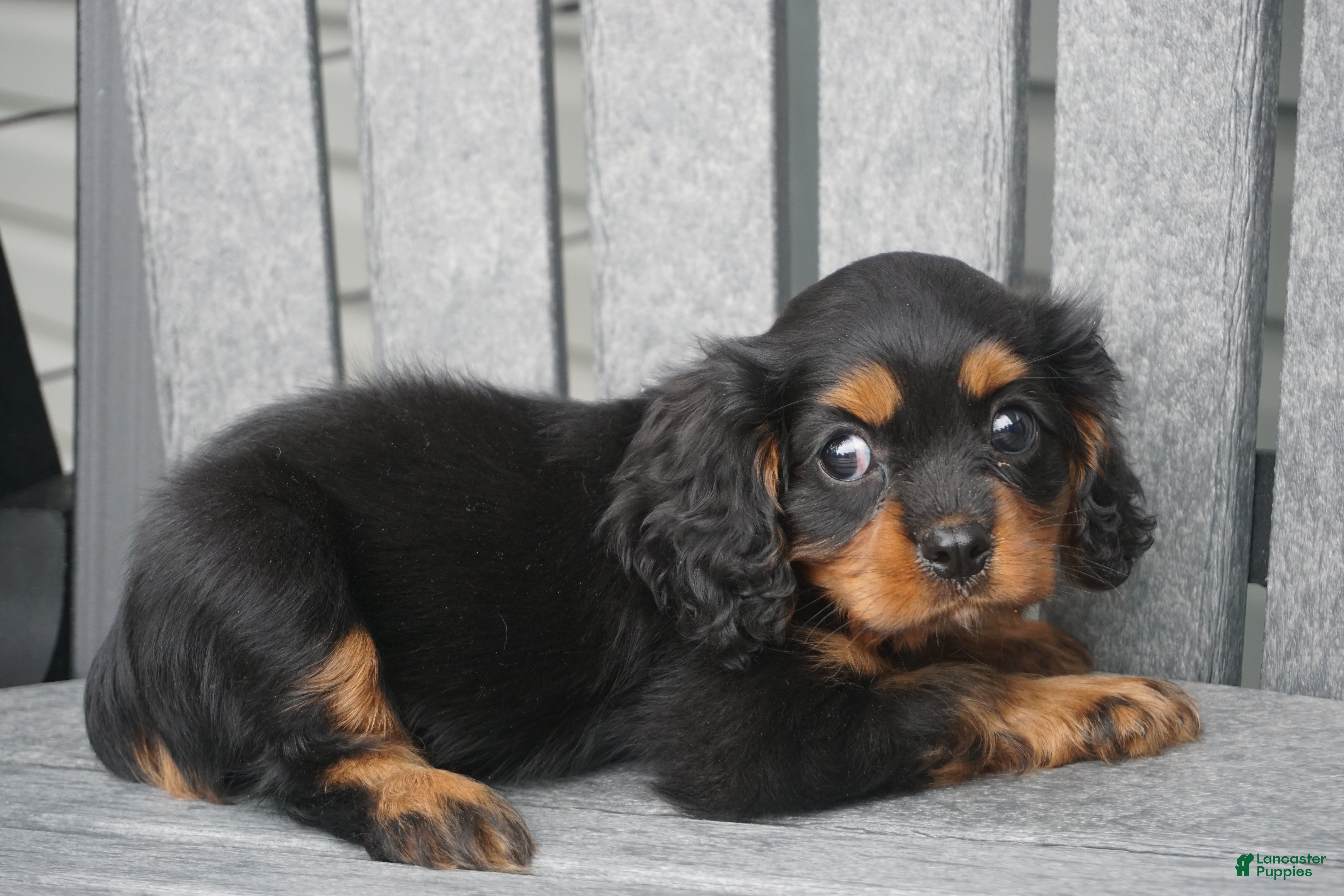 Cavalier King Charles Spaniel dogs Cavalier King Charles Spaniel 1 - Ad 2