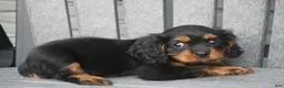 Cavalier King Charles Spaniel dogs for sale: Cavalier King Charles Spaniel 1 - Ad 2