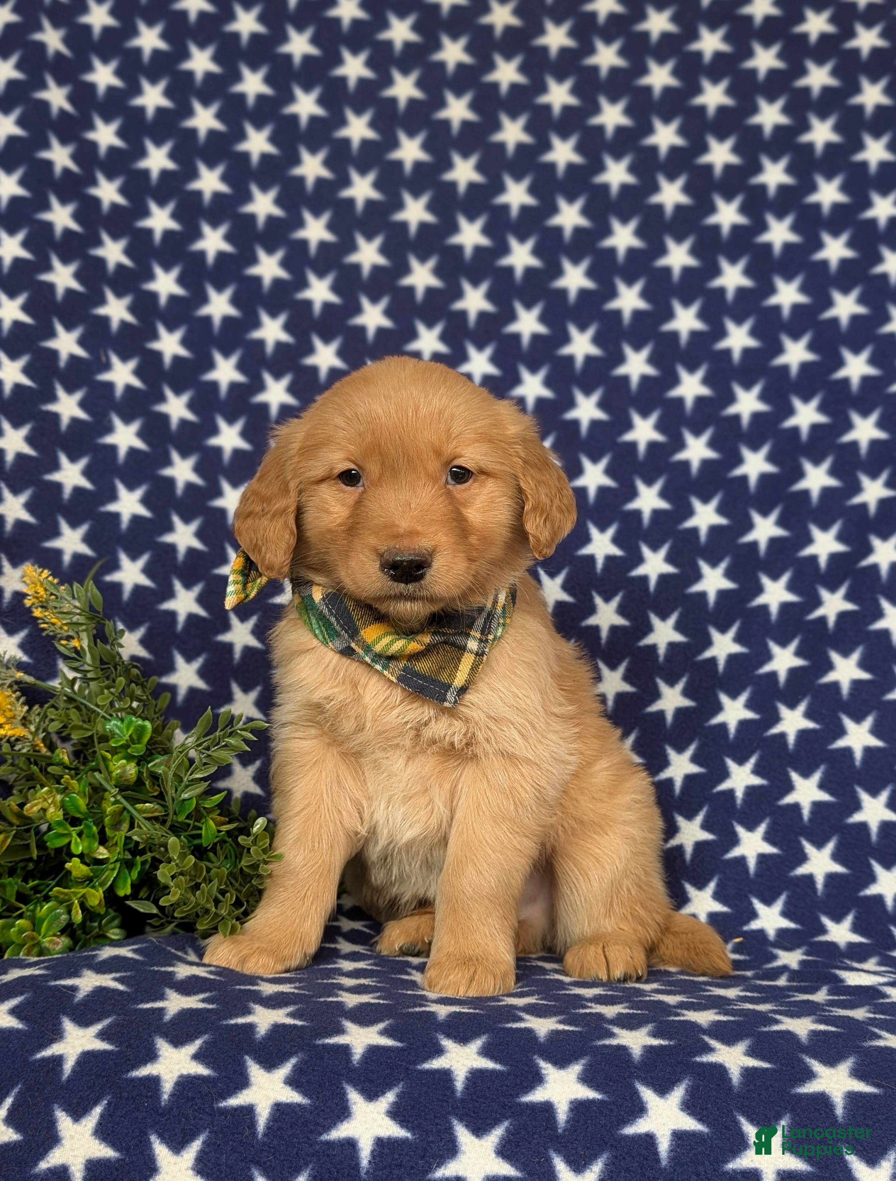 Golden Retriever dogs for sale: Fonso - Ad 4