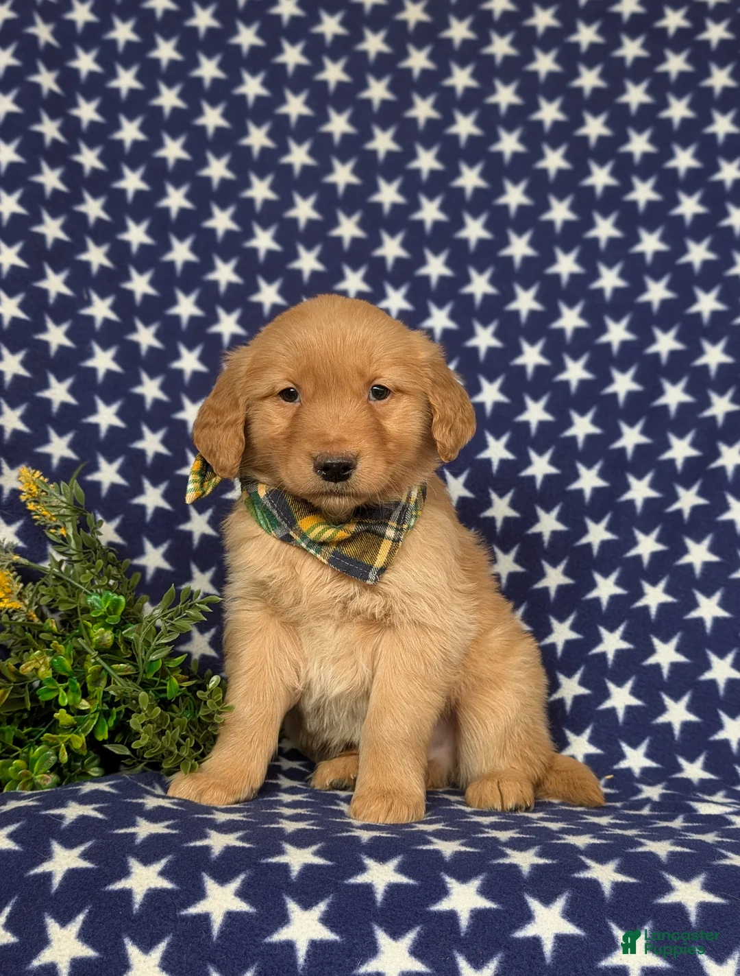 Golden Retriever dogs for sale: Fonso - Ad 1
