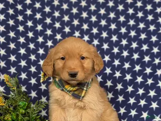 Golden Retriever dogs for sale: Fonso - Ad 4