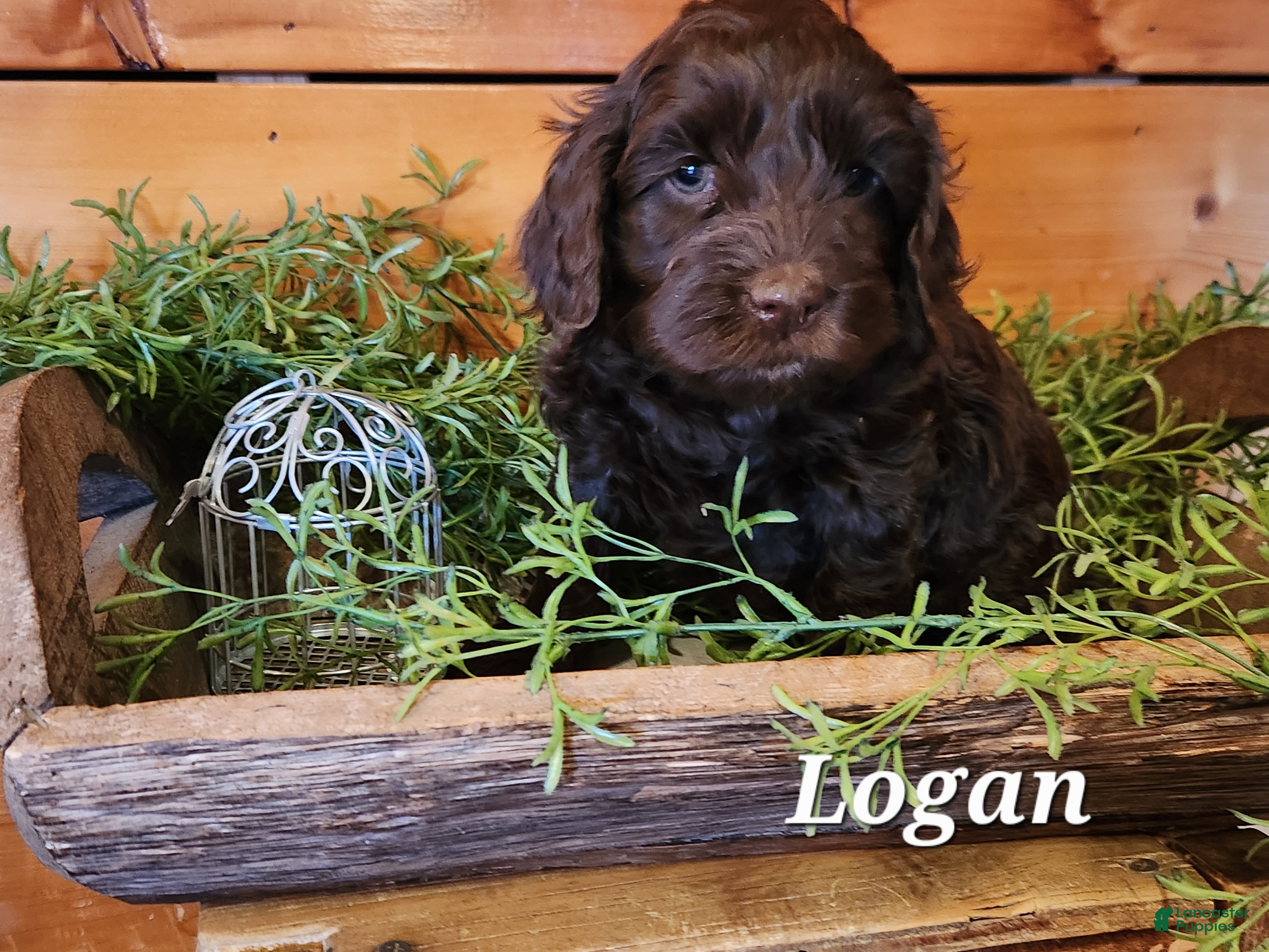 Mixed Breed dogs Logan - Ad 12