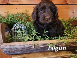Mixed Breed dogs Logan - Ad 12