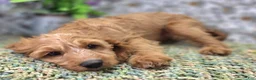 Cavapoo dogs for sale: Glacier - Ad 16