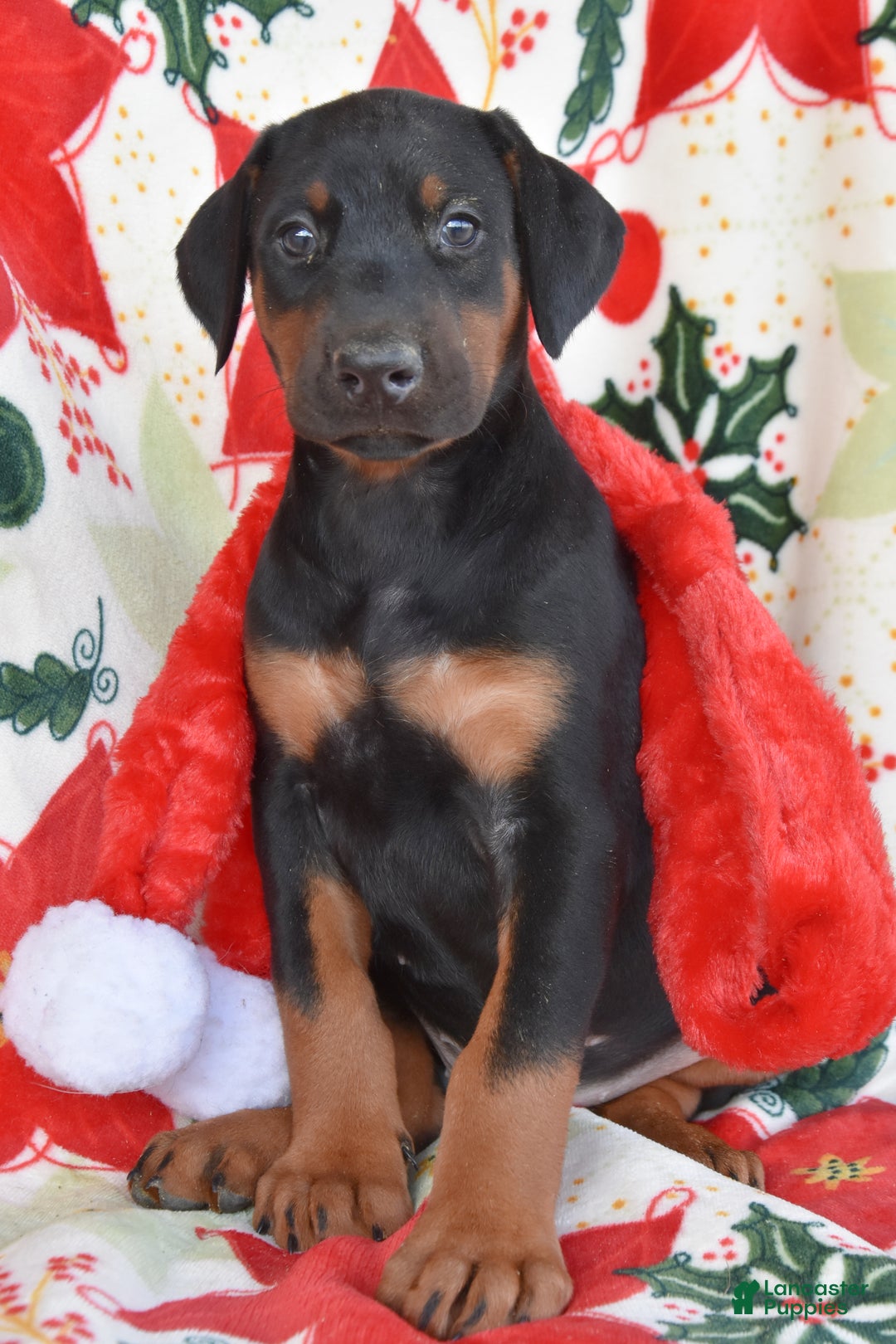 Gallery Image {{count}}