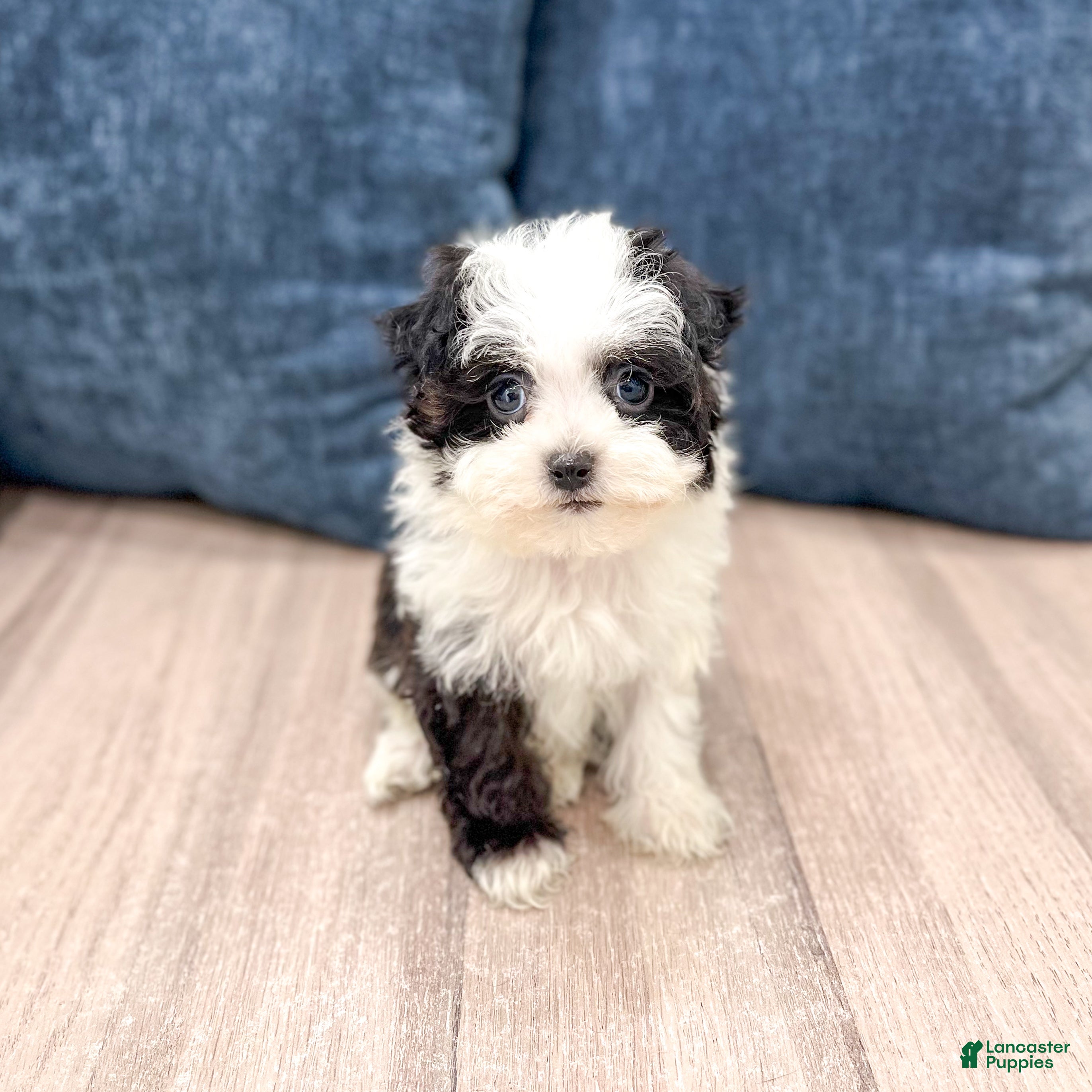 Havanese dogs for sale: Hailey - Ad 2