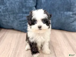 Havanese dogs for sale: Hailey - Ad 2
