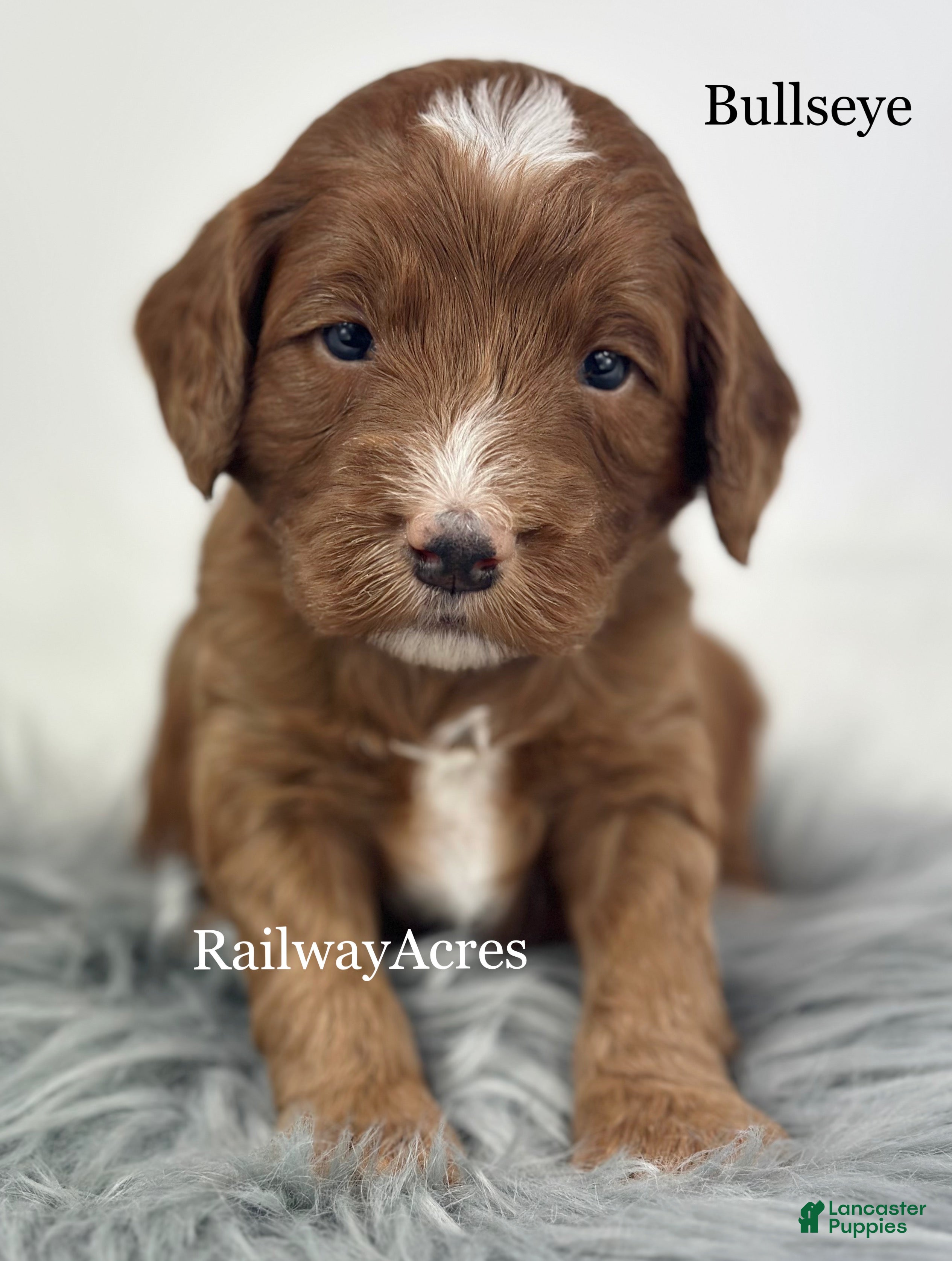 Mixed Breed dogs Bullseye - Ad 35