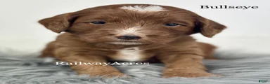 Bullseye