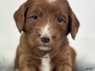 Mixed Breed dogs Bullseye - Ad 35