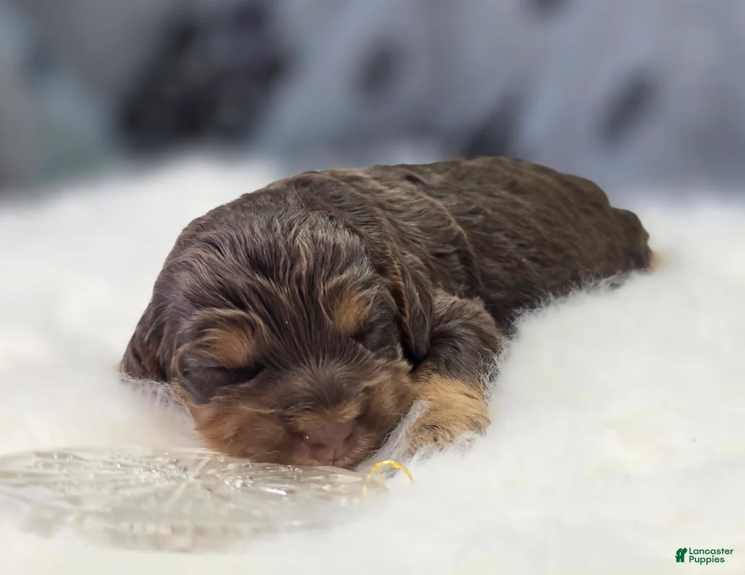 Cockapoo dogs for sale: Castor - Ad 6