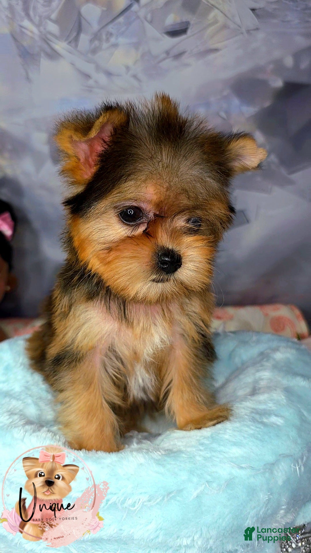 Yorkshire Terrier dogs for sale: Yorkshire Terrier Puppy 1 - Ad 2