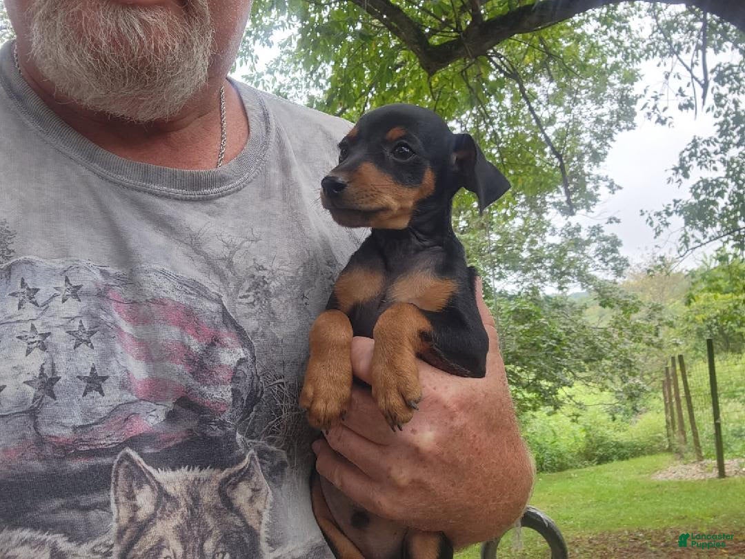 Miniature Pinscher dogs for sale: Benny - Ad 1