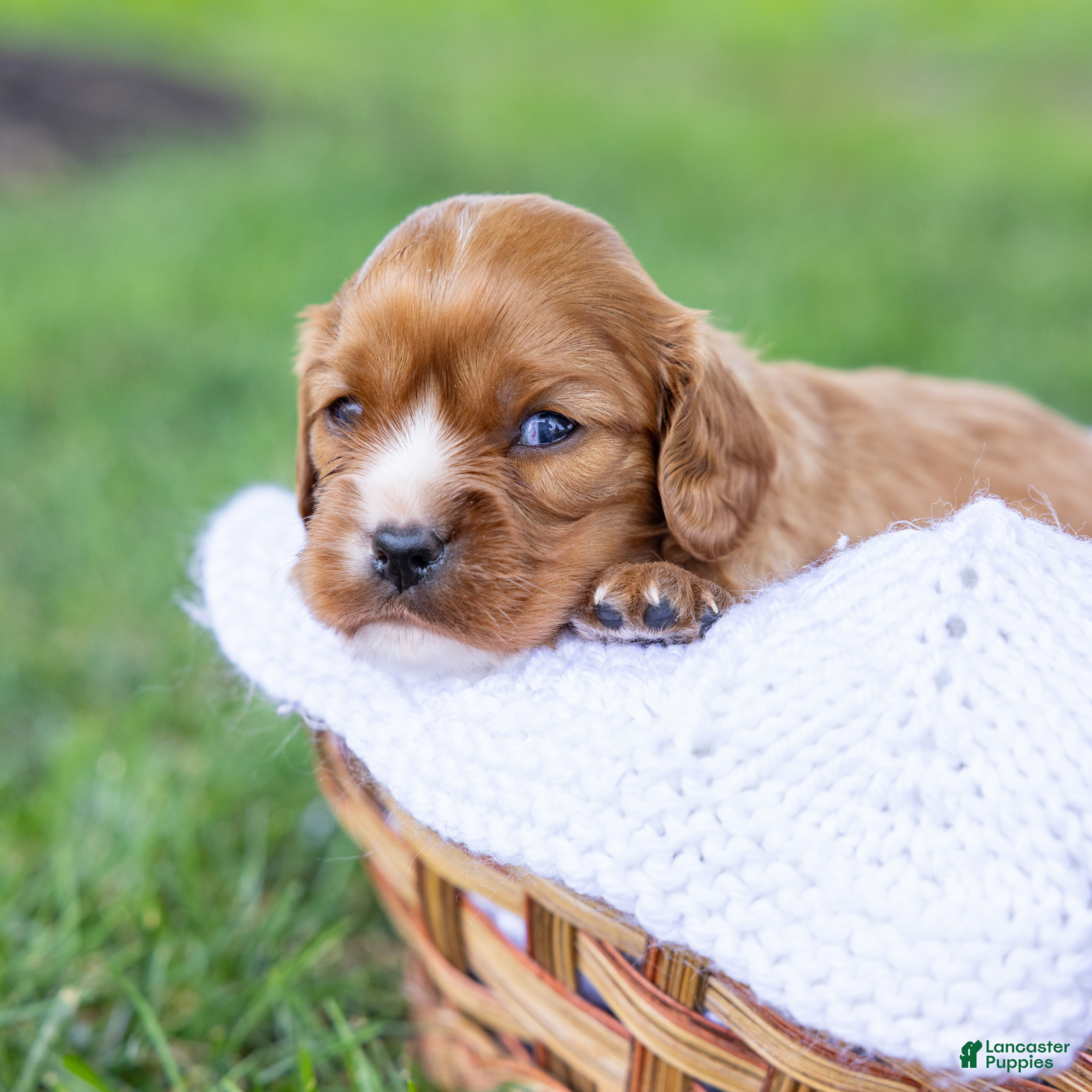 Cavalier King Charles Spaniel dogs Caramel  - Ad 2
