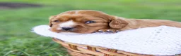 Cavalier King Charles Spaniel dogs for sale: Caramel  - Ad 2