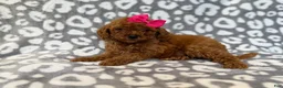 Cavapoo dogs for sale: Lottie - Ad 2