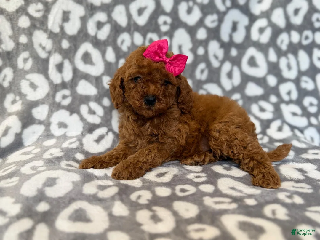 Cavapoo dogs for sale: Lottie - Ad 2