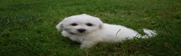 Bichon Frise dogs for sale: Travis 🐾 - Ad 3