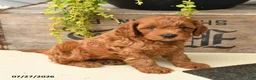Cavapoo dogs for sale: Ivan - Ad 3