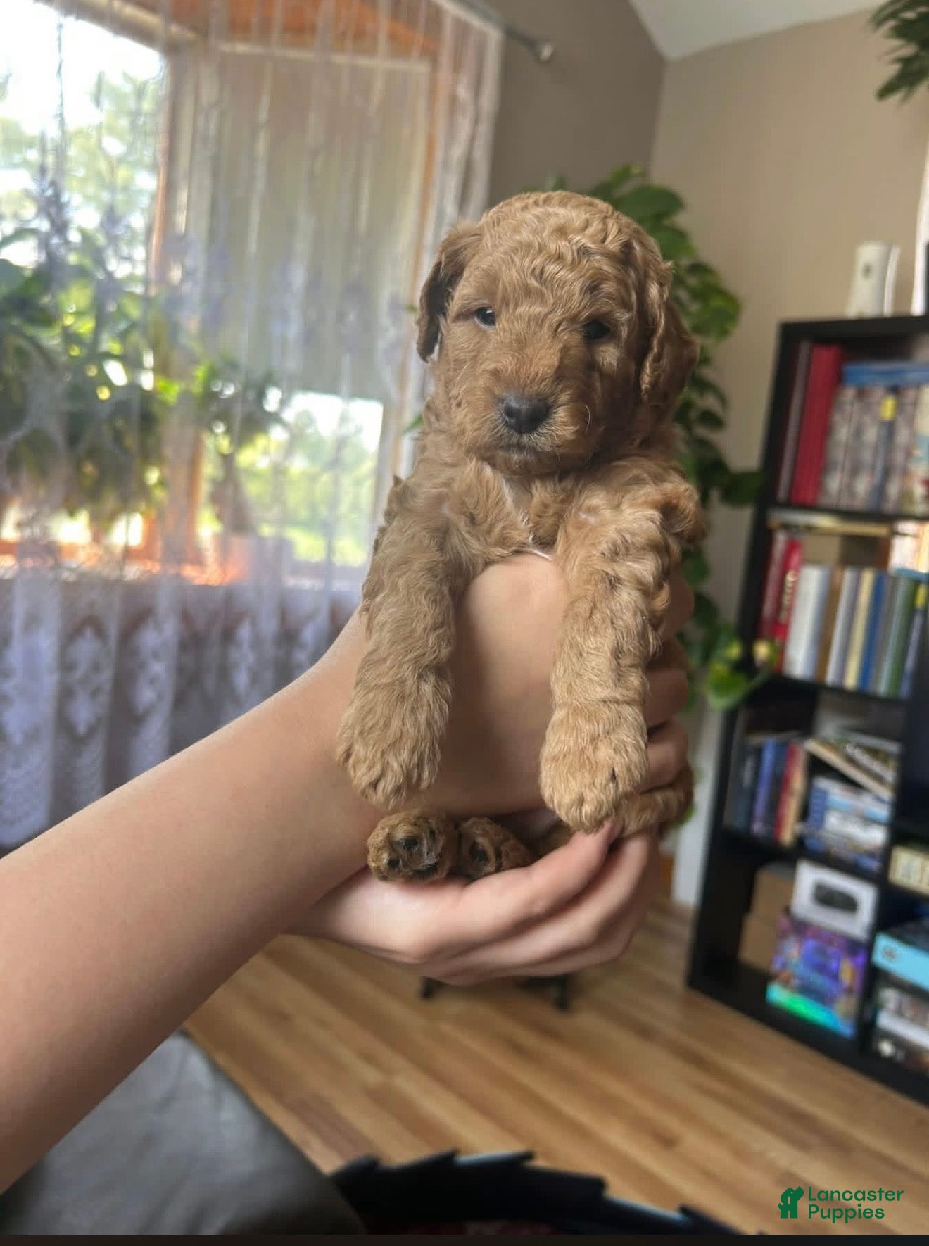 Mini Goldendoodle dogs Teddy - Ad 42