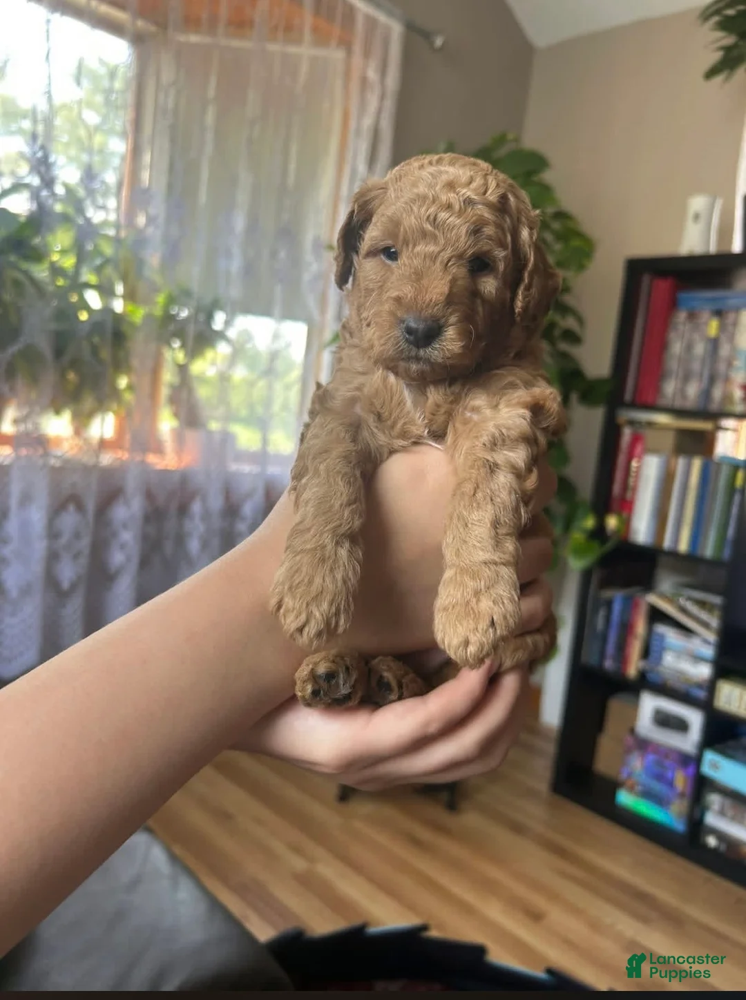 Mini Goldendoodle dogs for sale: Teddy - Ad 1