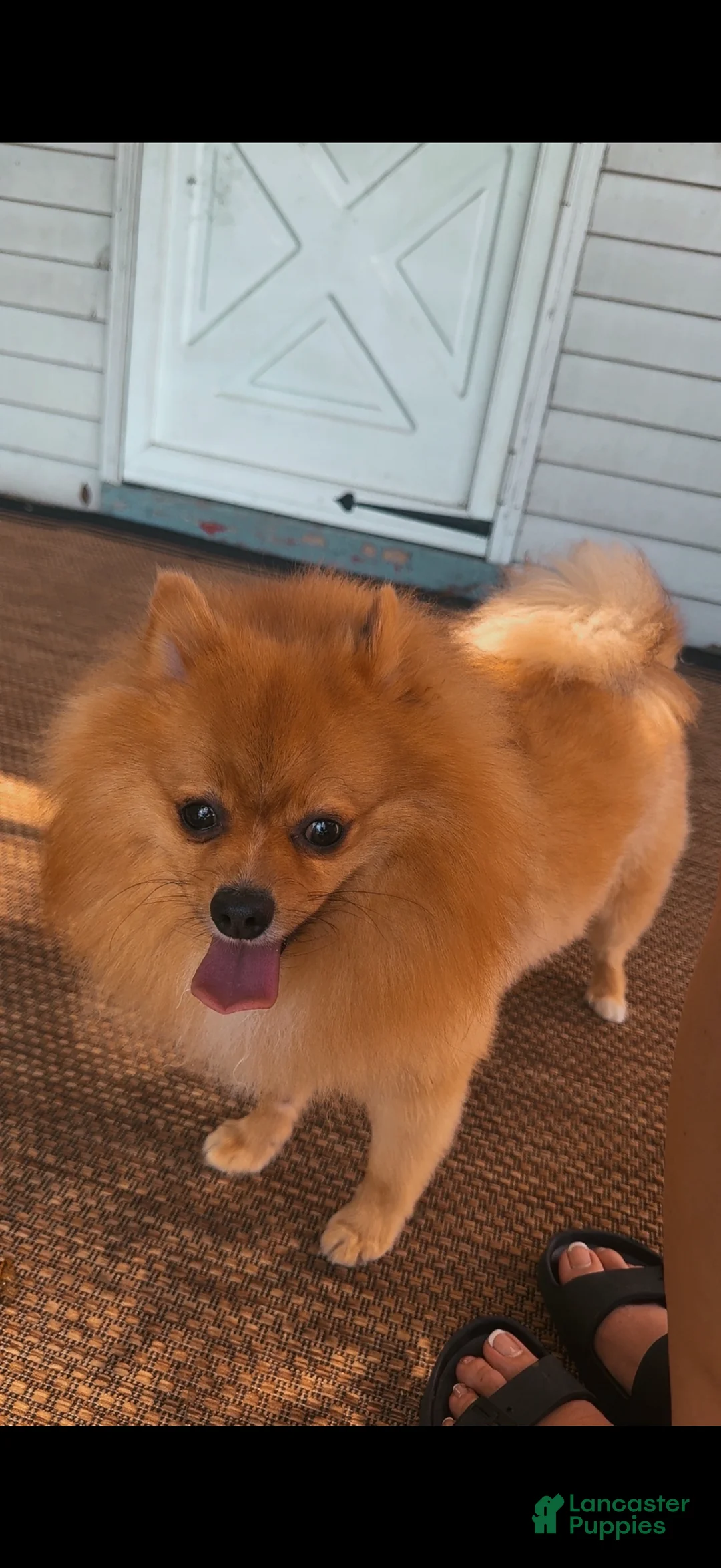 Pomeranian dogs for sale: Pomeranian Puppy 1 - Ad 3