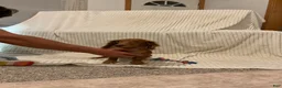 Dachshund dogs for sale: Benny - Ad 6