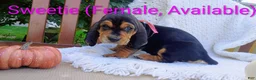 Basset Hound dogs for sale: Sweetie  - Ad 4