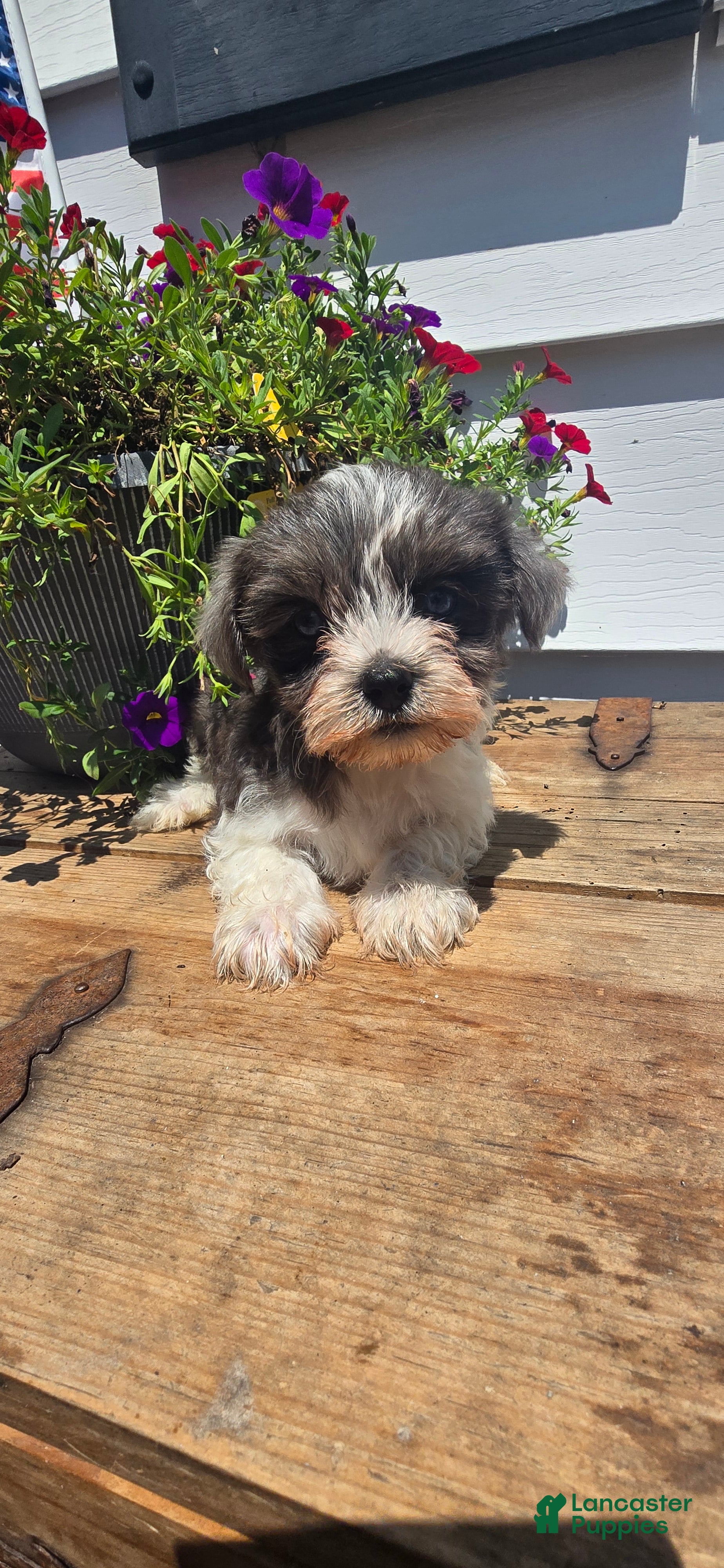 Yorkshire Terrier dogs for sale: 🩵 SKY XS BABY-DOLL FACE - Ad 2