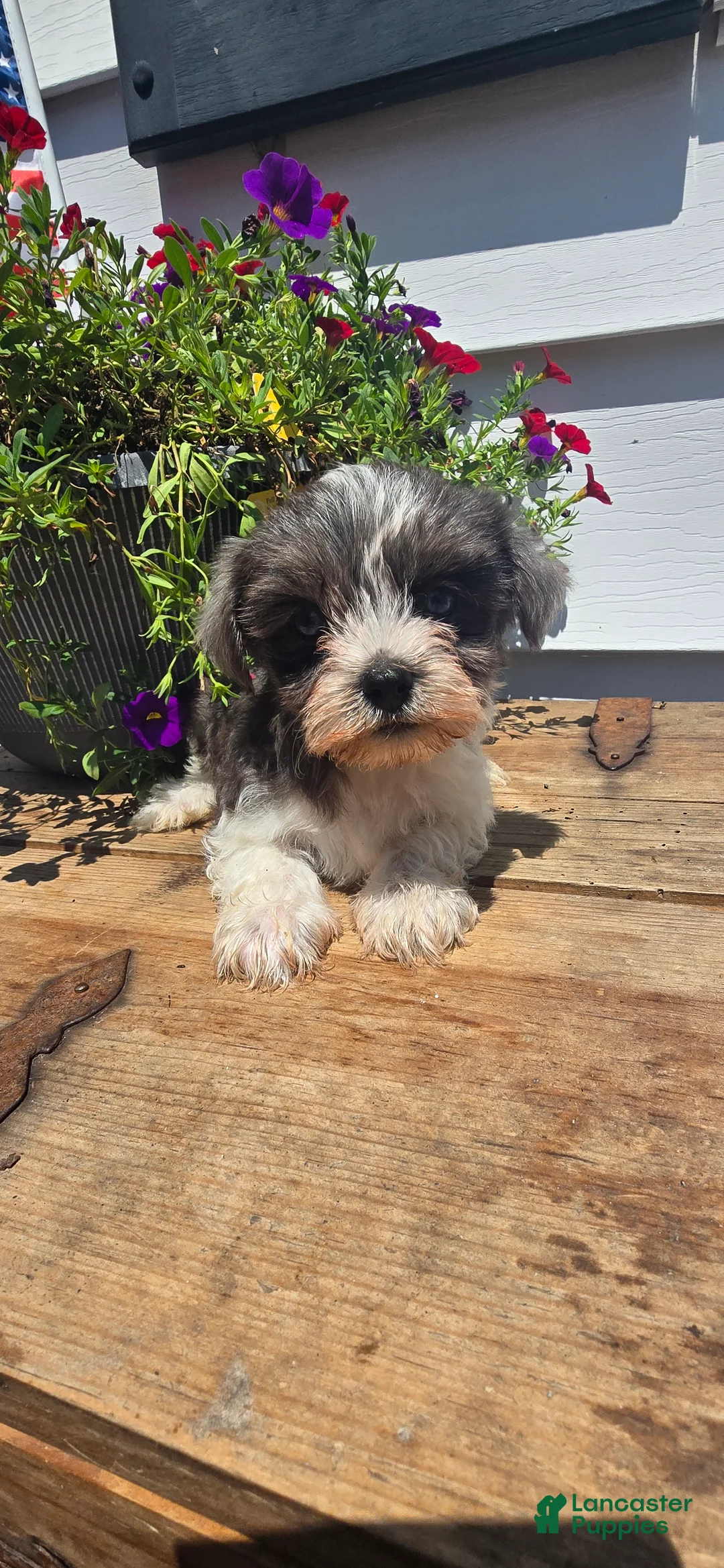 Yorkshire Terrier dogs for sale: 🩵 SKY XS BABY-DOLL FACE - Ad 1