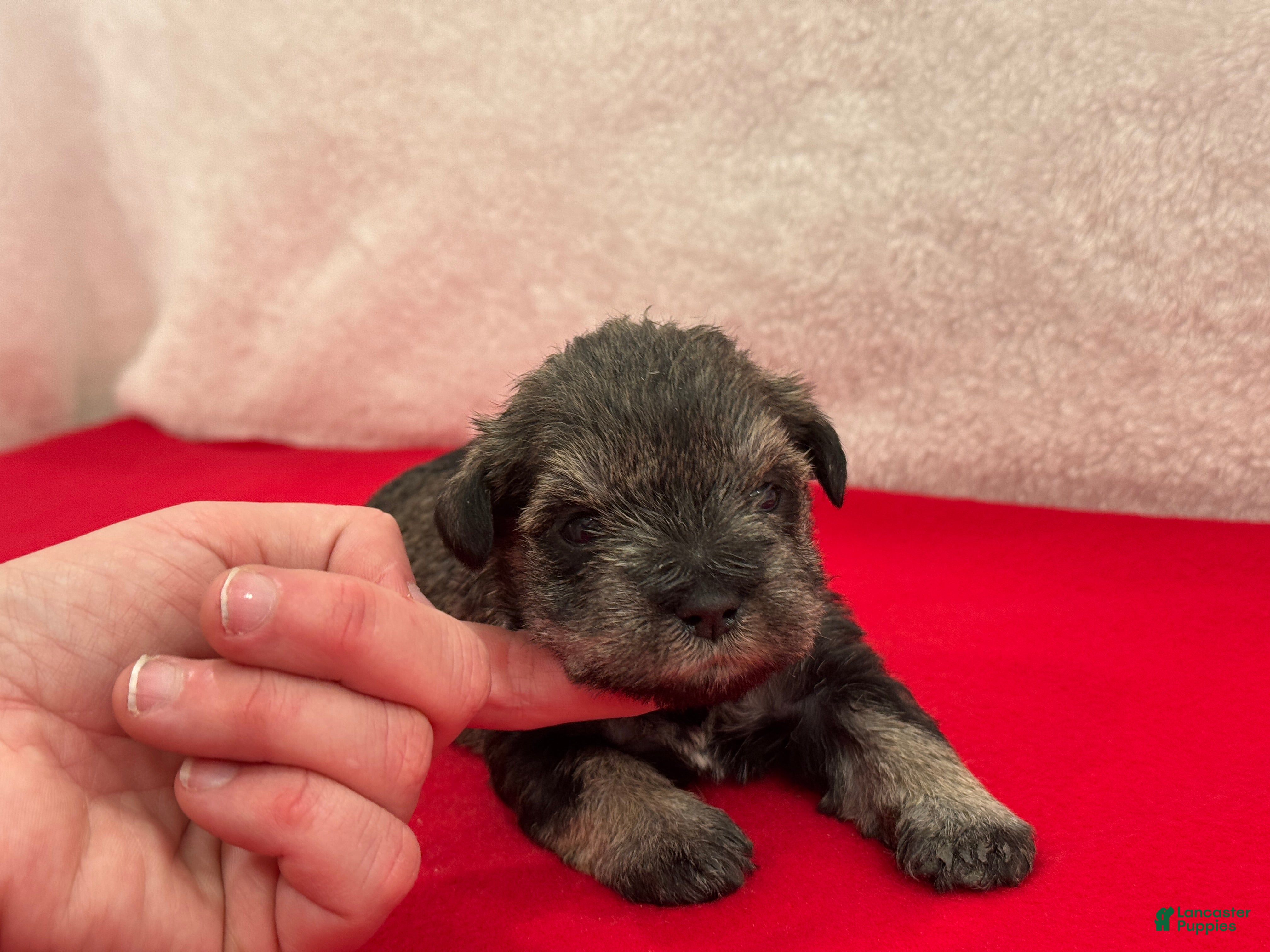 Miniature Schnauzer dogs Gypsy Female 3 - Ad 8