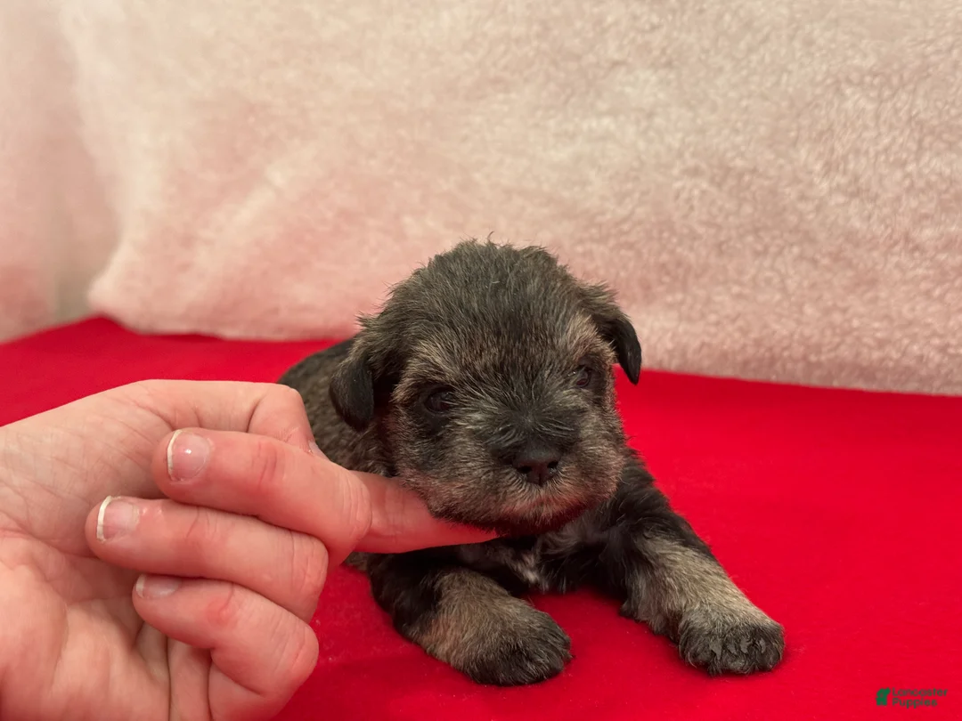 Miniature Schnauzer dogs for sale: Gypsy Female 3 - Ad 1