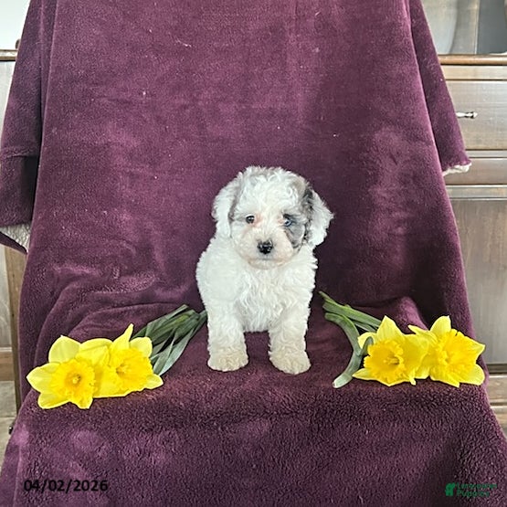 Miniature Poodle dogs Blossom - Ad 2