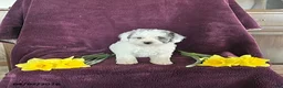 Miniature Poodle dogs for sale: Blossom - Ad 2