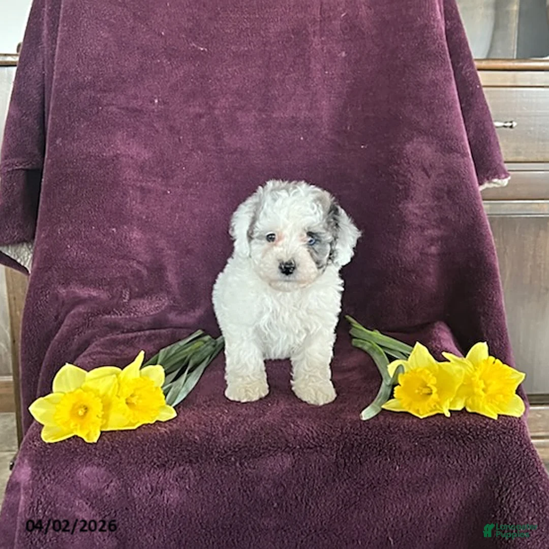 Miniature Poodle dogs for sale: Blossom - Ad 2