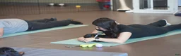 Rottweiler dogs for sale: Purple Collar - Ad 5
