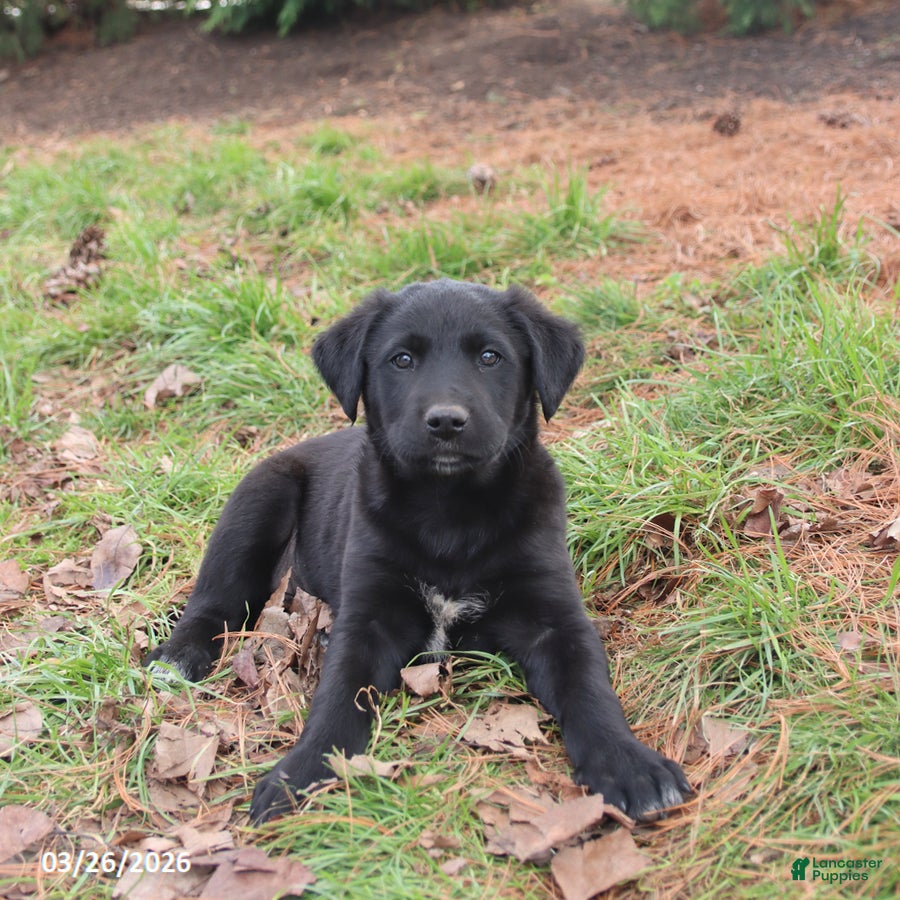 Mixed Breed dogs Milo - Ad 2